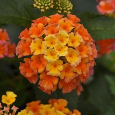 Lantana camara Shamrock&trade; Peach Improved
