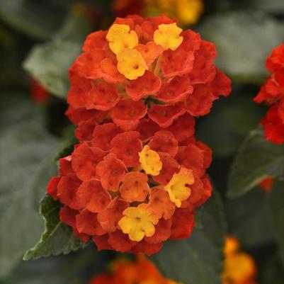 Lantana camara Shamrock&trade; Red