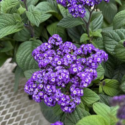Heliotropium arborescens Fragrant Delight