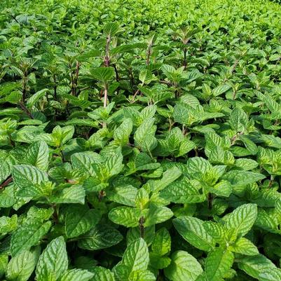 Mentha Berries & Cream