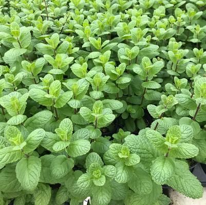 Mentha Mojito