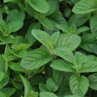 Mentha Hillary's Sweet Lemon