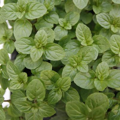 Mentha x piperita 