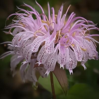Monarda bradburiana Midnight Oil