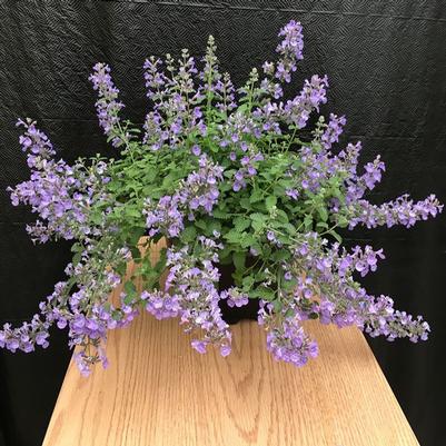 Nepeta Sylvester Blue&trade;