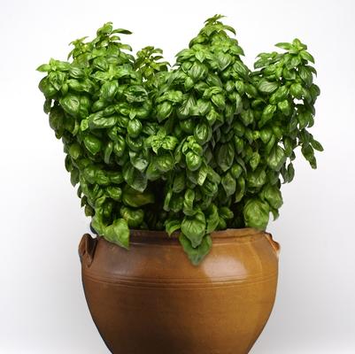 Ocimum basilicum Everleaf Genovese