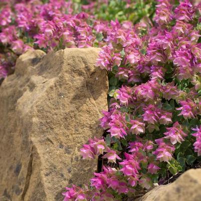 Origanum Bellissimo