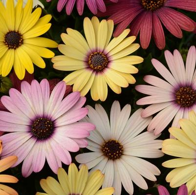 Osteospermum ecklonis Akila&reg; Grand Canyon Mixture