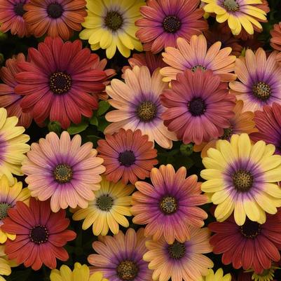 Osteospermum ecklonis Akila&reg; Hawaii Sunset Mixture