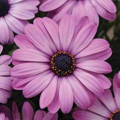 Osteospermum ecklonis Akila&reg; Lavender Shades