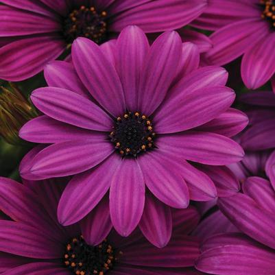 Osteospermum ecklonis Akila&reg; Purple