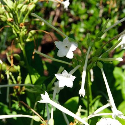 Nicotiana sylvestris 