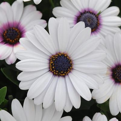 Osteospermum ecklonis Akila&reg; White