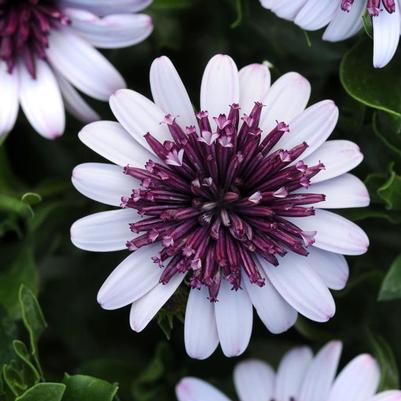 Osteospermum 4D&trade; Berry White