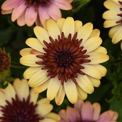 Osteospermum 4D&trade; Harvest Moon