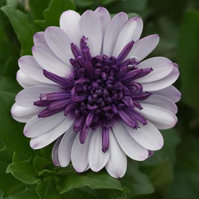 Osteospermum 4D&trade; Violet Ice