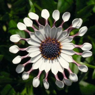 Osteospermum ecklonis FlowerPower&trade; Spider White