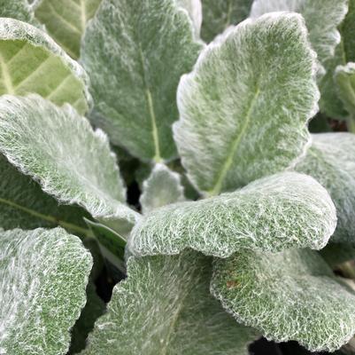 Salvia argentea 