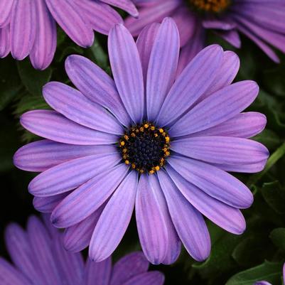 Osteospermum Zion&trade; Blue Denim 