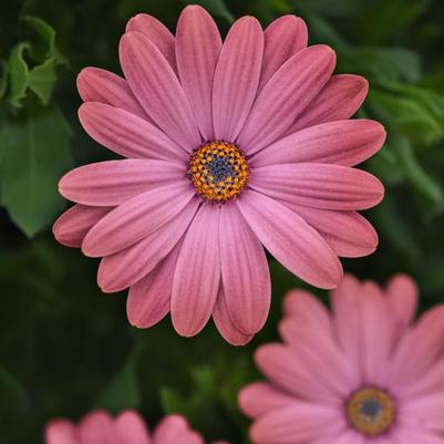 Osteospermum Zion&trade; Rose Surprise
