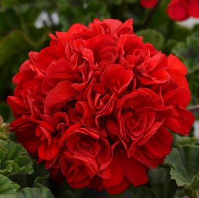 Pelargonium x hortorum Presto&trade; Dark Red