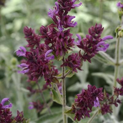 Salvia canariensis Lancelot