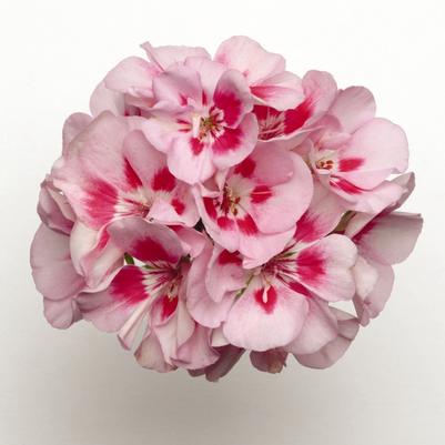 Pelargonium x hortorum Presto&trade; Pink Sizzle