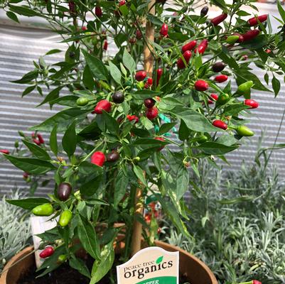Capsicum annuum Thai Hot