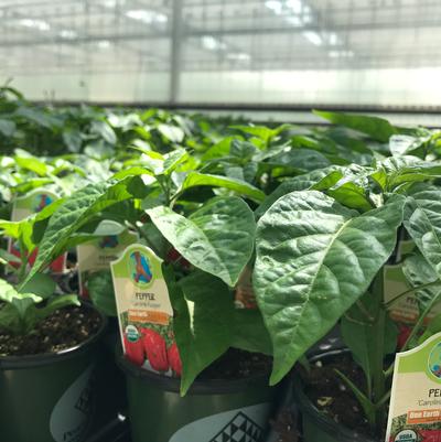 Capsicum annuum Carolina Reaper
