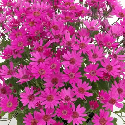 Pericallis Senetti&reg; Baby Magenta