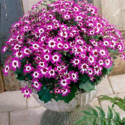 Pericallis Senetti&reg; Baby Magenta Bicolor