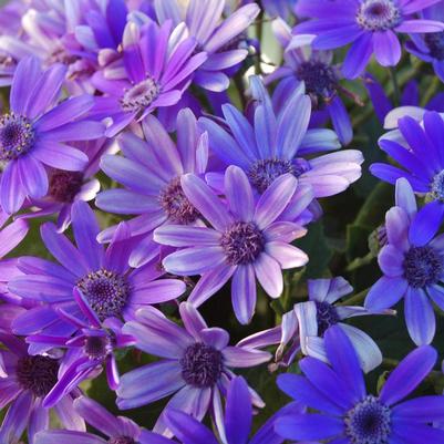 Pericallis Senetti&reg; Baby True Blue