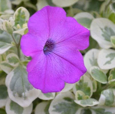 Petunia Glamouflage&trade; 'Grape'