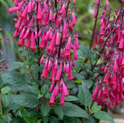Phygelius Colorburst&trade; Rose