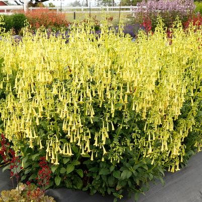 Phygelius Colorburst&trade; Yellow