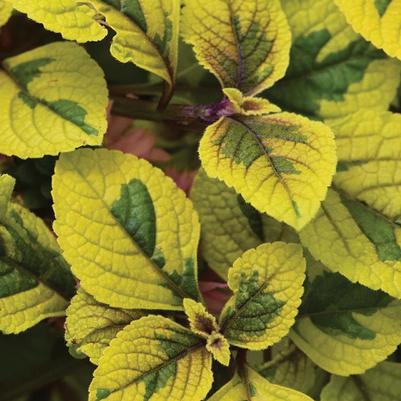 Plectranthus FanciFillers&trade; Guacamole