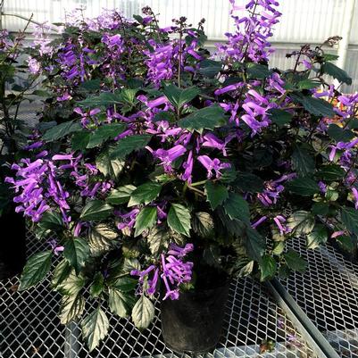 Plectranthus VELVET&trade; Diva