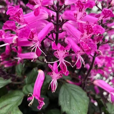 Plectranthus VELVET&trade; Starlet
