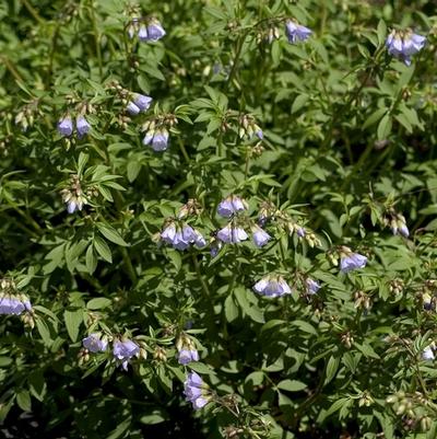Polemonium reptans 
