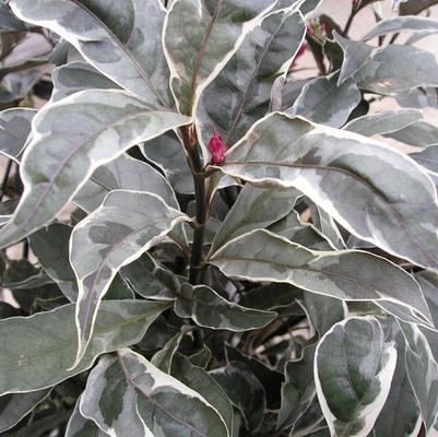 Pseuderanthemum carruthersii Stainless Steel