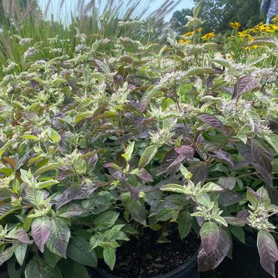Pycnanthemum x incanum Smokey Mountain Mint