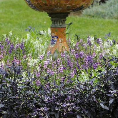 Capsicum annuum Purple Flash