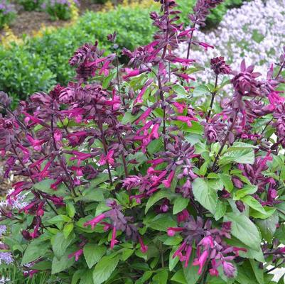 Salvia Love and Wishes&trade;