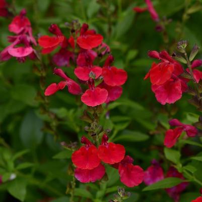 Salvia greggii Mirage&trade; Cherry Red
