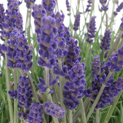 Lavandula angustifolia Annet