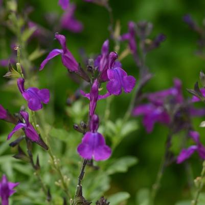 Salvia greggii Mirage&trade; Deep Purple