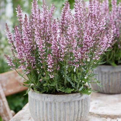 Salvia Feathers Flamingo
