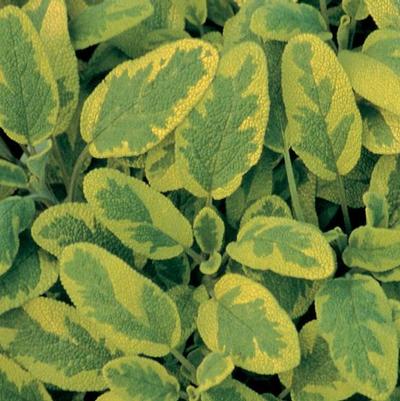 Salvia officinalis Icterina
