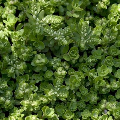 Sedum ternatum 