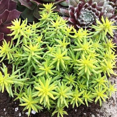 Sedum rupestre Sunsparkler&reg; Angelina's Teacup